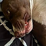 bed, bedding, blanket, brown_and_white, close_up, cozy, dog, eye, face, floppy_ear, funny, indoors, lying_down, muzzle, pet, portrait, relaxed, short_hair, sleeping, tooth