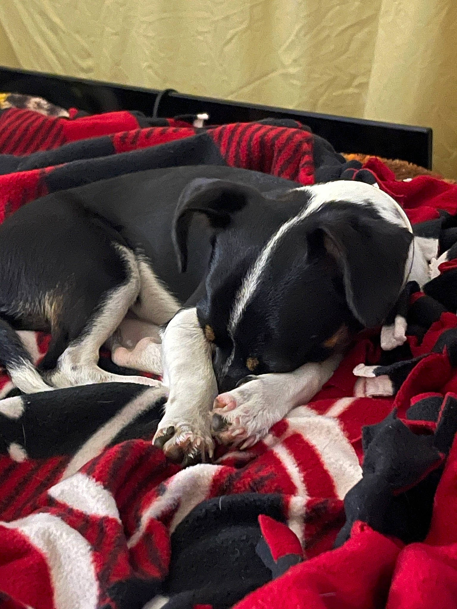 Luna is registered to the contest to win money with this photo: canidae, carmine, carnivore, comfort, companion_dog, dog, dog_breed, dog_supply, fawn, fur, grey, linens, mammal, nap, red, snout, sporting_group, tail, vertebrate, working_animal