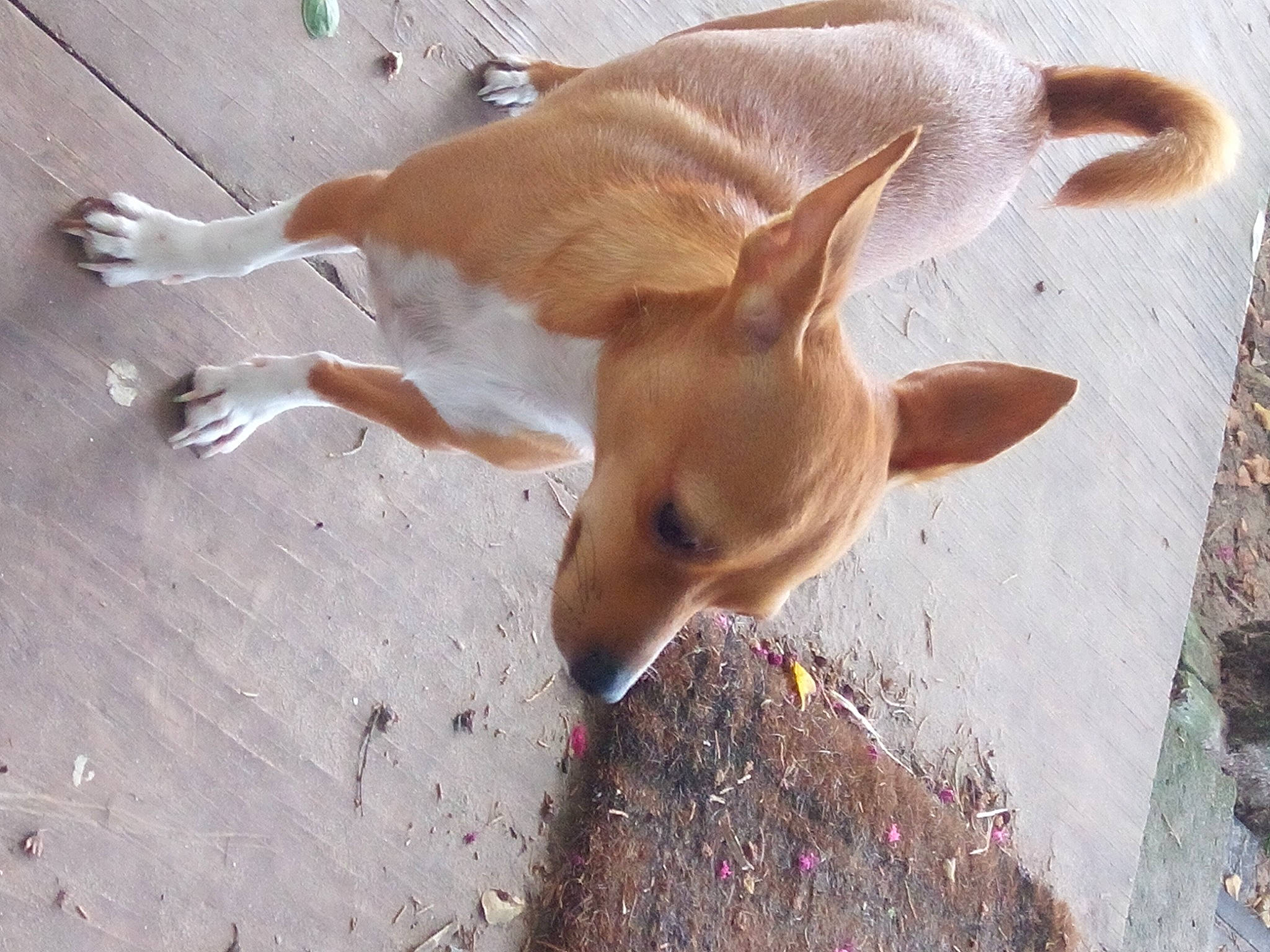 Kody is registered to the contest to win money with this photo: canidae, carnivore, companion_dog, corgi_chihuahua, dog, dog_breed, dog_sports, ear, fawn, fur, non_sporting_group, paw, shadow, sporting_group, tail, terrestrial_animal, toy_dog, whiskers, wood, working_animal