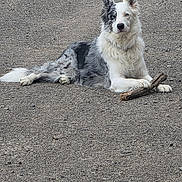 Francis Vercleyen a rejoint le concours — aidez-le/la à gagner de superbes lots ! alert, animal, black, border_collie, canine, dog, ears_up, fur, gravel, grey, heterochromia, lying_down, nature, outdoor, paw, pet, portrait, resting, sticks, white