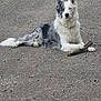 alert, animal, black, border_collie, canine, dog, ears_up, fur, gravel, grey, heterochromia, lying_down, nature, outdoor, paw, pet, portrait, resting, sticks, white