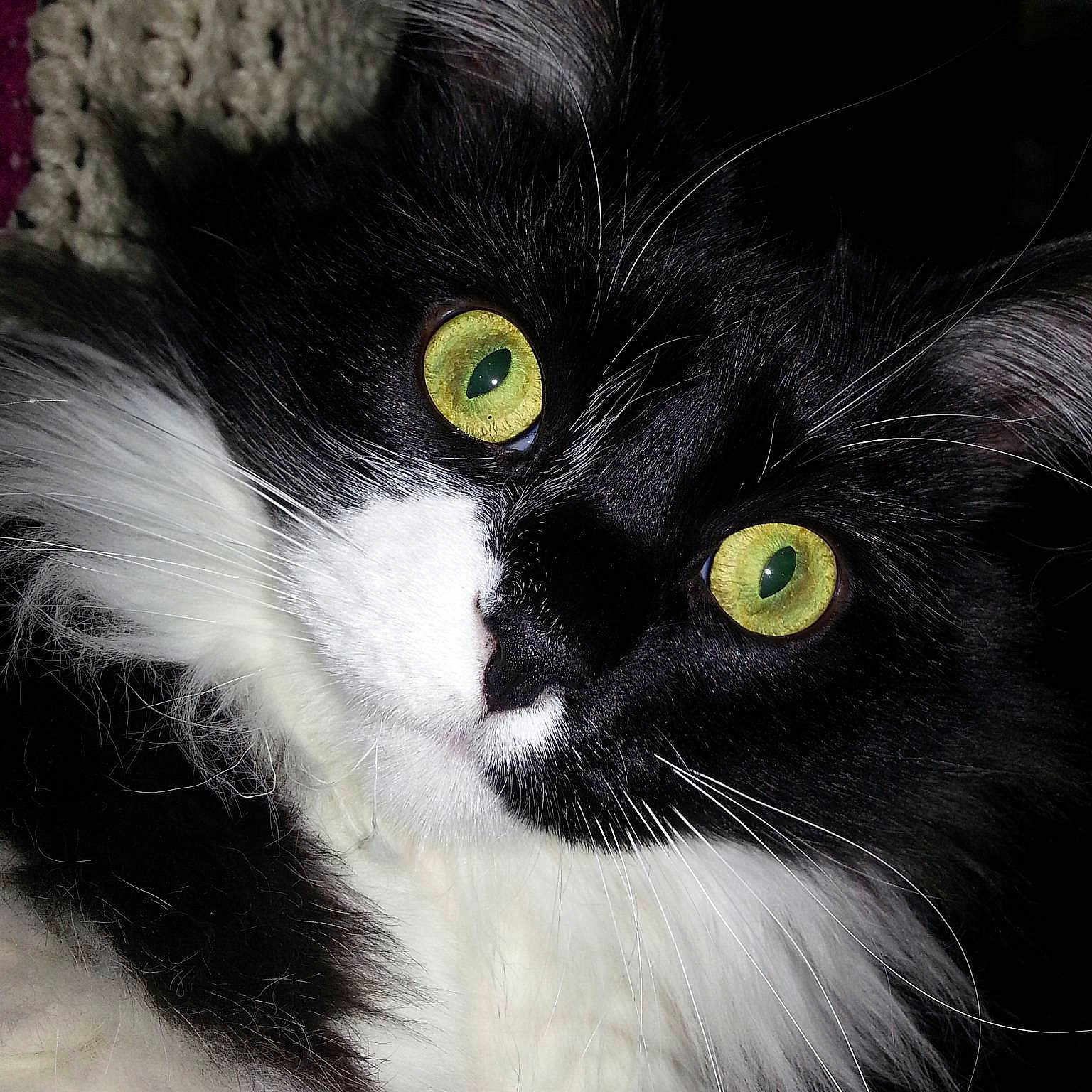 Oreo