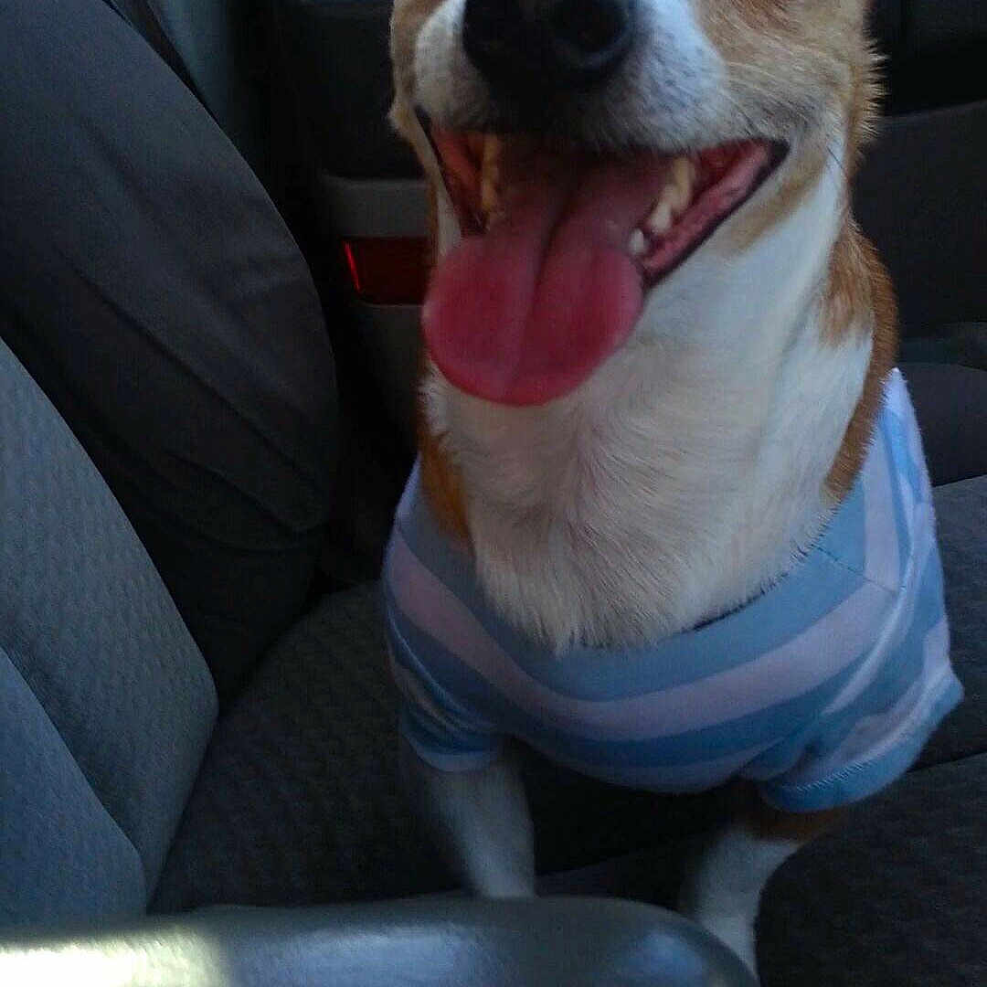 Rascal