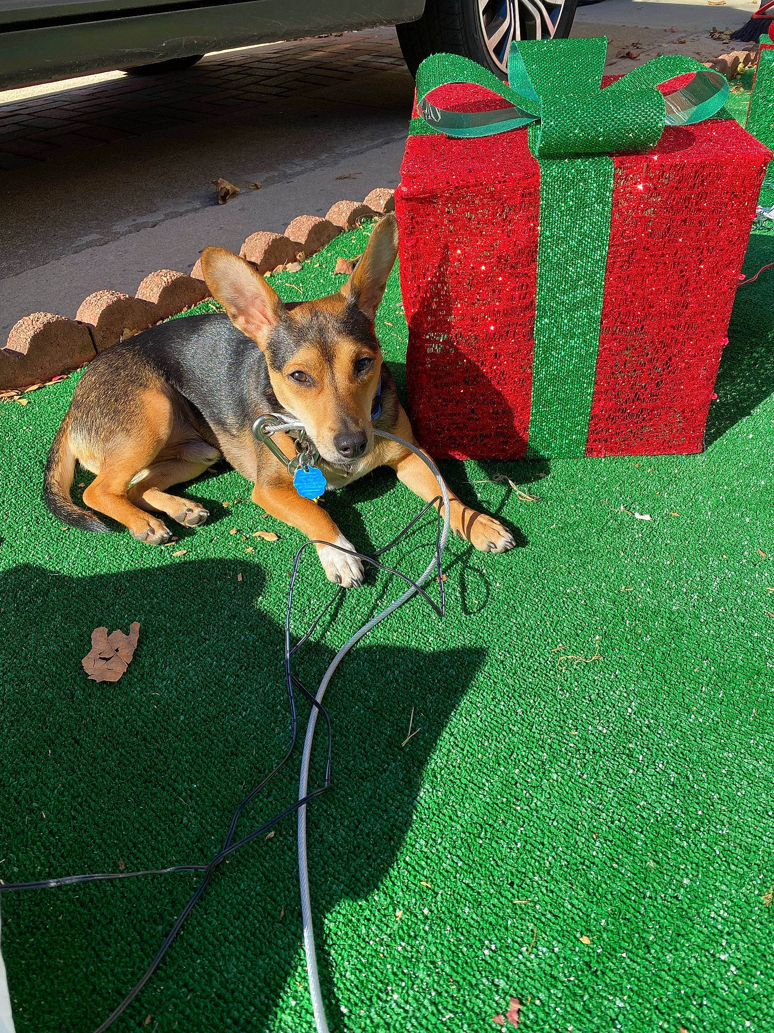 Kyrie is registered to the contest to win money with this photo: canidae, carnivore, chair, companion_dog, dog, dog_breed, dog_supply, event, fawn, flooring, grass, green, groundcover, lawn, snout, sporting_group, tail, tire, vehicle, wheel