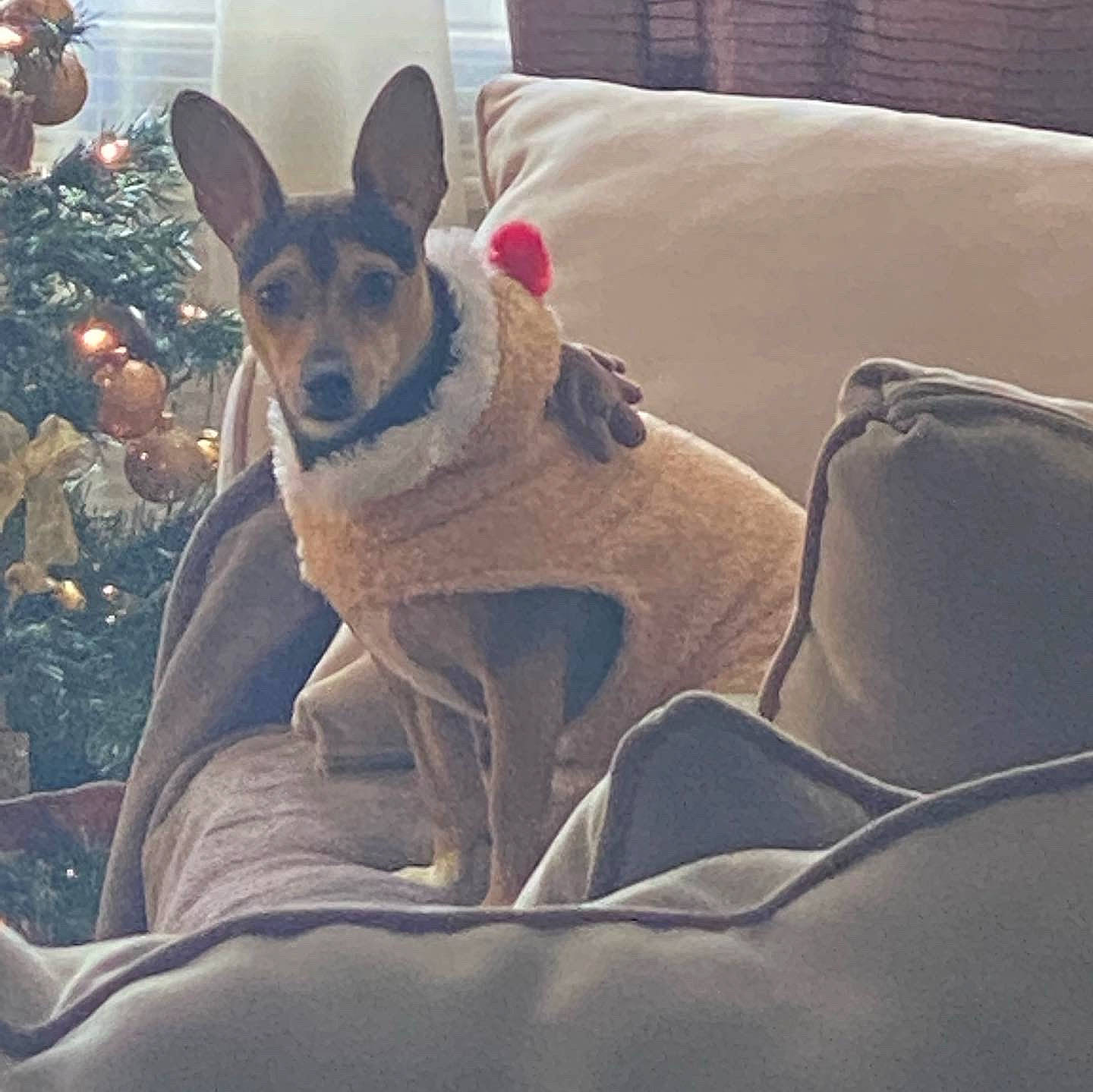 Kyrie joined the competition — help win amazing prizes! canidae, carnivore, comfort, companion_dog, dog, dog_bed, dog_breed, dog_supply, fawn, fur, guard_dog, herding_dog, nap, paw, sitting, snout, sporting_group, square, toy_dog, whiskers