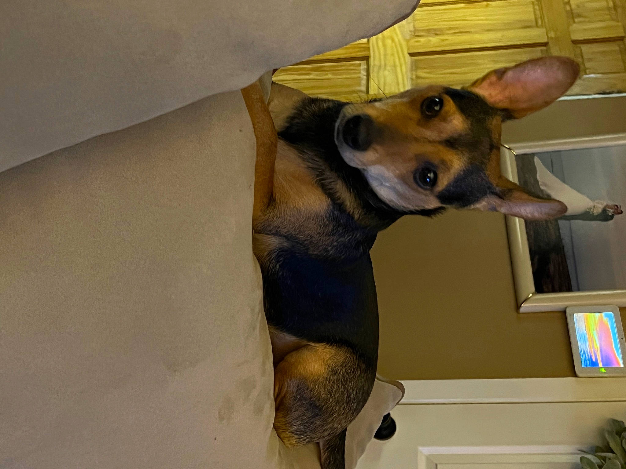 Kyrie joined the competition — help win amazing prizes! canidae, carnivore, collar, companion_dog, dog, dog_breed, dog_collar, dog_supply, ear, fawn, fur, jaw, liver, pet_supply, plant, snout, sporting_group, whiskers, working_animal, working_dog