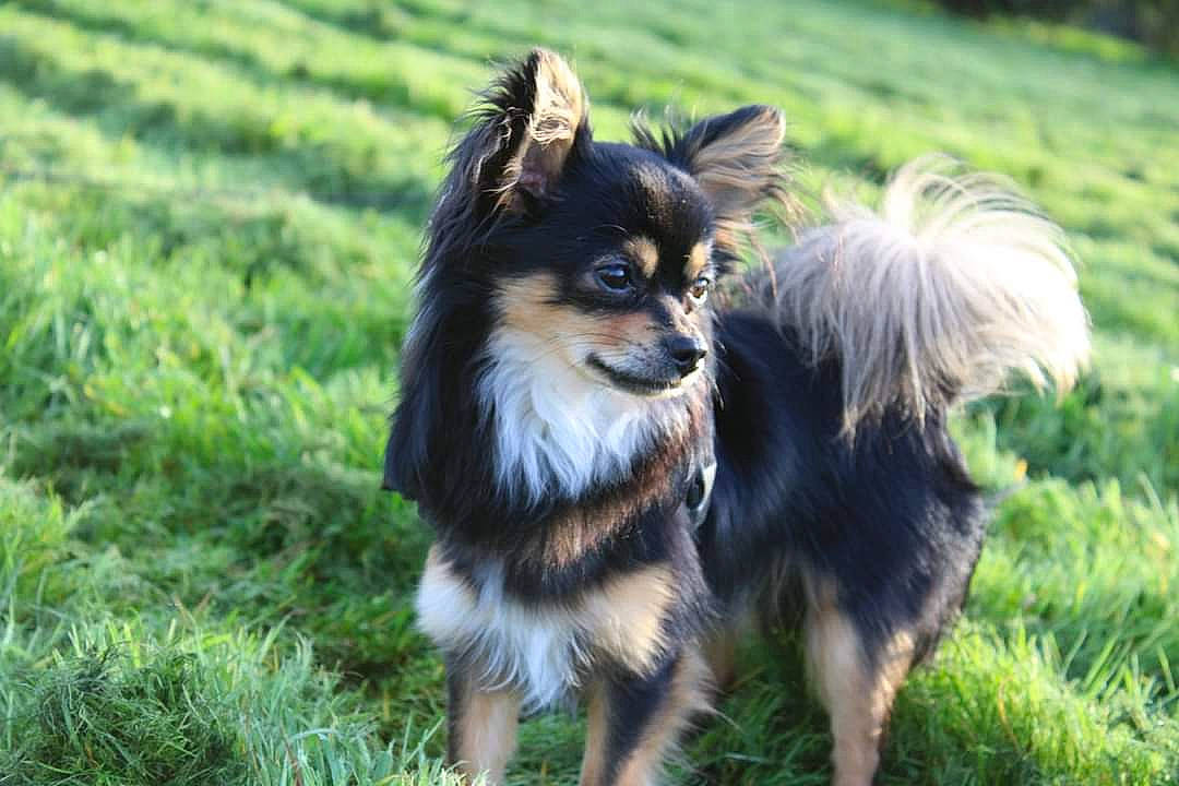 Yoda participe au concours pour gagner de l'argent avec cette photo : canidae, carnivore, companion_dog, dog, dog_breed, fawn, fur, german_spitz_klein, grass, grassland, plant, puppy, russkiy_toy, snout, sporting_group, terrestrial_animal, toy_dog, wildlife, working_animal, working_dog