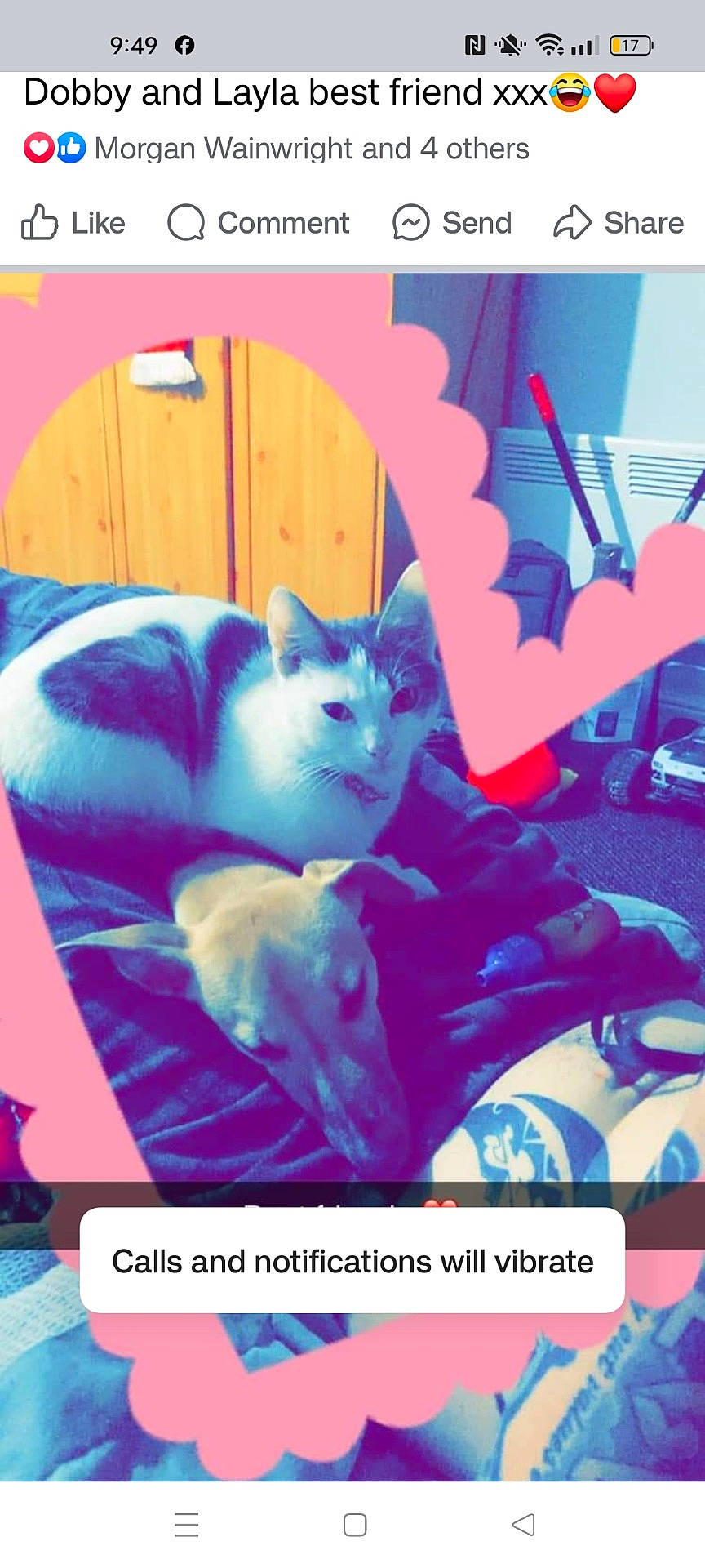 Dobby joined the competition — help win amazing prizes! advertisement, animal, baby, car, cat, face, furniture, head, indoors, kitten, machine, person, pet, photography, purple, sleeping, text, transportation, vehicle, wheel