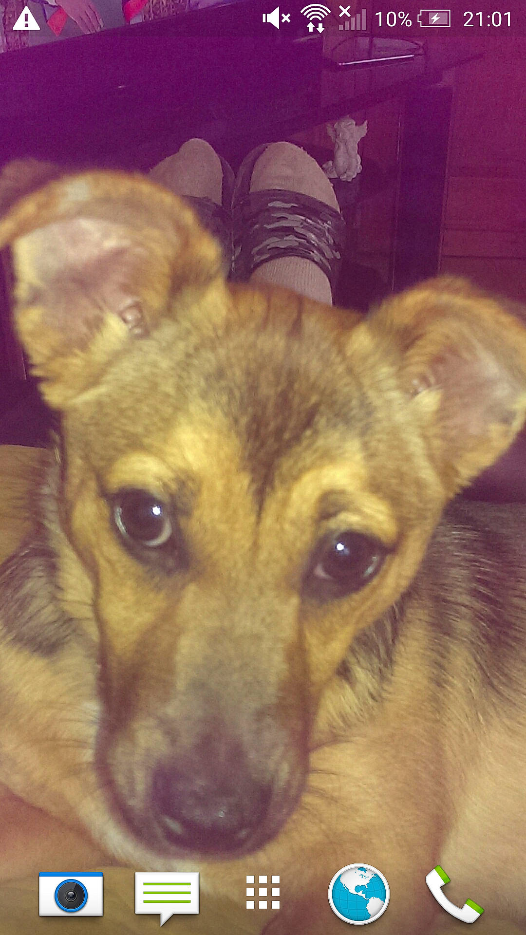 Tilly joined the competition — help win amazing prizes! canidae, carnivore, clock, companion_dog, dog, dog_breed, ear, fawn, fur, head, puppy, snout, sporting_group, terrestrial_animal, whiskers, wildlife, working_animal