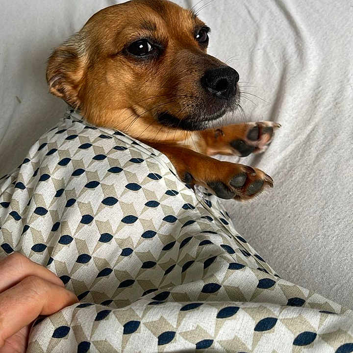 Tilly is registered to the contest to win money with this photo: dog, blanket, bed, paw, hand, patterned_blanket, brown_dog, indoor, resting, cozy, fur, snug, looking_away, calm, domestic, pet, comfort, fabric, human_hand, relaxed