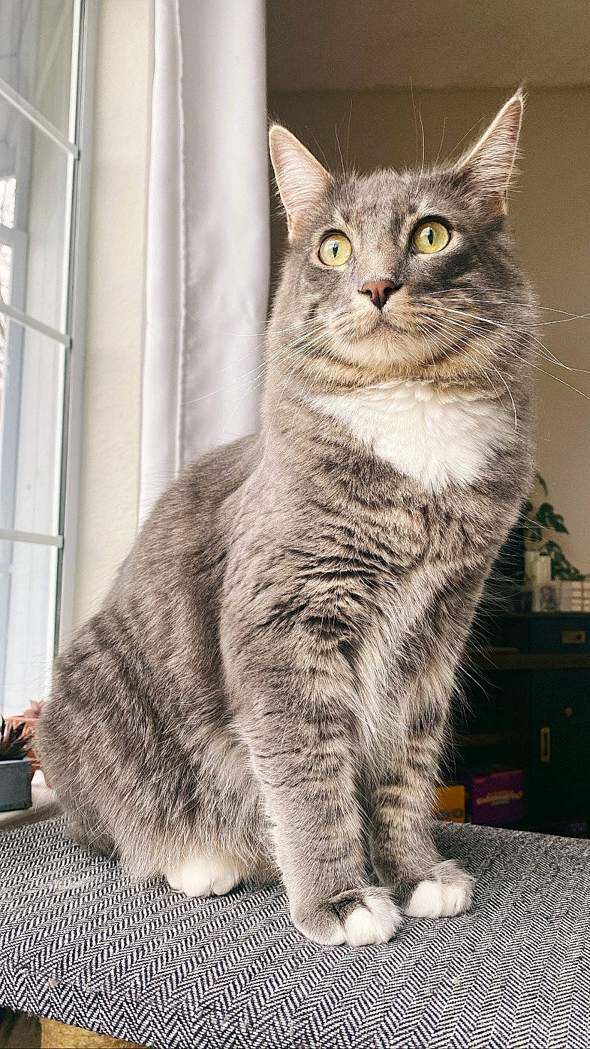 Fang is registered to the contest to win money with this photo: carnivore, cat, domestic_short_haired_cat, felidae, fur, grey, iris, sitting, small_to_medium_sized_cats, snout, tail, terrestrial_animal, whiskers, wildlife, window