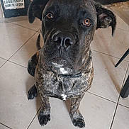 Arès participe au concours pour gagner de l'argent avec cette photo : dog, brindle, pet, animal, floor, tile_floor, collar, indoor, sign, wall, vintage_sign, brown_eyes, sitting, looking_up, close_up, ears, snout, fur, quilted_pattern, background