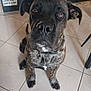 dog, brindle, pet, animal, floor, tile_floor, collar, indoor, sign, wall, vintage_sign, brown_eyes, sitting, looking_up, close_up, ears, snout, fur, quilted_pattern, background