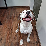 Daisy participe au concours pour gagner de l'argent avec cette photo : animal, brown, canine, companion, dog, domestic, ears, floor, friendly, happy, house, indoor, looking_up, mouth_open, pet, playful, portrait, sitting, white, wooden_floor