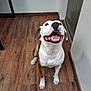 animal, brown, canine, companion, dog, domestic, ears, floor, friendly, happy, house, indoor, looking_up, mouth_open, pet, playful, portrait, sitting, white, wooden_floor