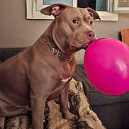 Nala a rejoint le concours — aidez-le/la à gagner de superbes lots ! dog, balloon, brown_dog, chain_collar, couch, blanket, indoor, window, pet, playful, animal, canine, fur, sitting, house, domestic, mouth, ears, nose, furniture