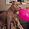 dog, balloon, brown_dog, chain_collar, couch, blanket, indoor, window, pet, playful, animal, canine, fur, sitting, house, domestic, mouth, ears, nose, furniture
