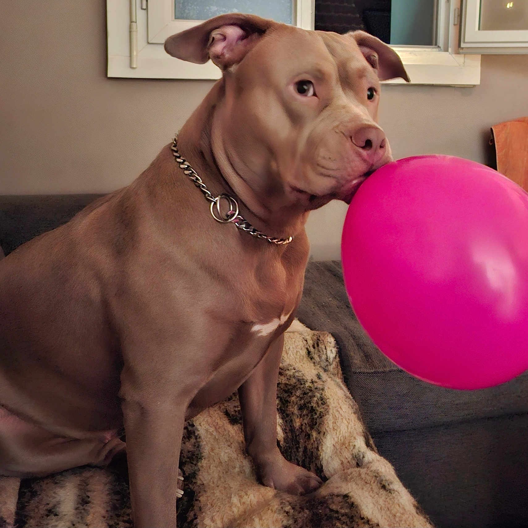 Nala a rejoint le concours — aidez-le/la à gagner de superbes lots ! dog, balloon, brown_dog, chain_collar, couch, blanket, indoor, window, pet, playful, animal, canine, fur, sitting, house, domestic, mouth, ears, nose, furniture