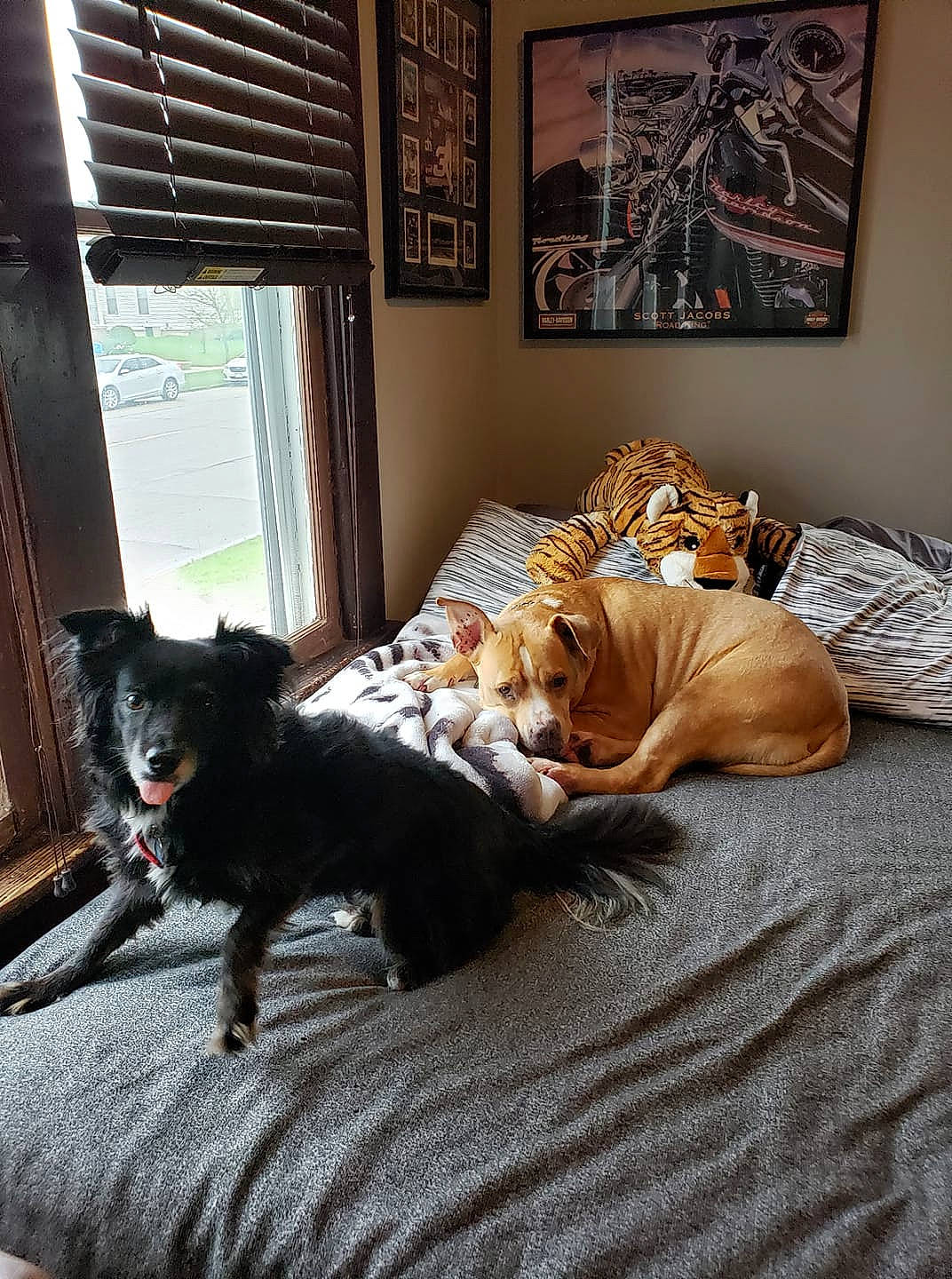 Gia joined the competition — help win amazing prizes! brown, canidae, carnivore, comfort, companion_dog, dog, dog_breed, fawn, felidae, floor, flooring, hardwood, interior_design, living_room, picture_frame, sporting_group, tints_and_shades, window, window_blind, wood