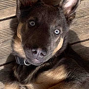 Helios participe au concours pour gagner de l'argent avec cette photo : puppy, dog, blue_eyes, wooden_deck, lying_down, ears_up, collar, pet, cute, animal, fur, young_dog, brown_and_black, outdoor, sunlight, close_up, portrait, looking_at_camera, adorable, domestic_animal