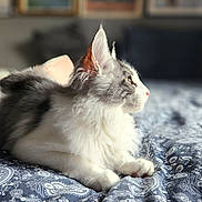 Aetius a rejoint le concours — aidez-le/la à gagner de superbes lots ! cat, fluffy, gray_and_white, bedspread, patterned, blue, white, indoor, pet, feline, whiskers, ears, portrait, cozy, relaxed, looking_away, soft_light, household, furniture, animal