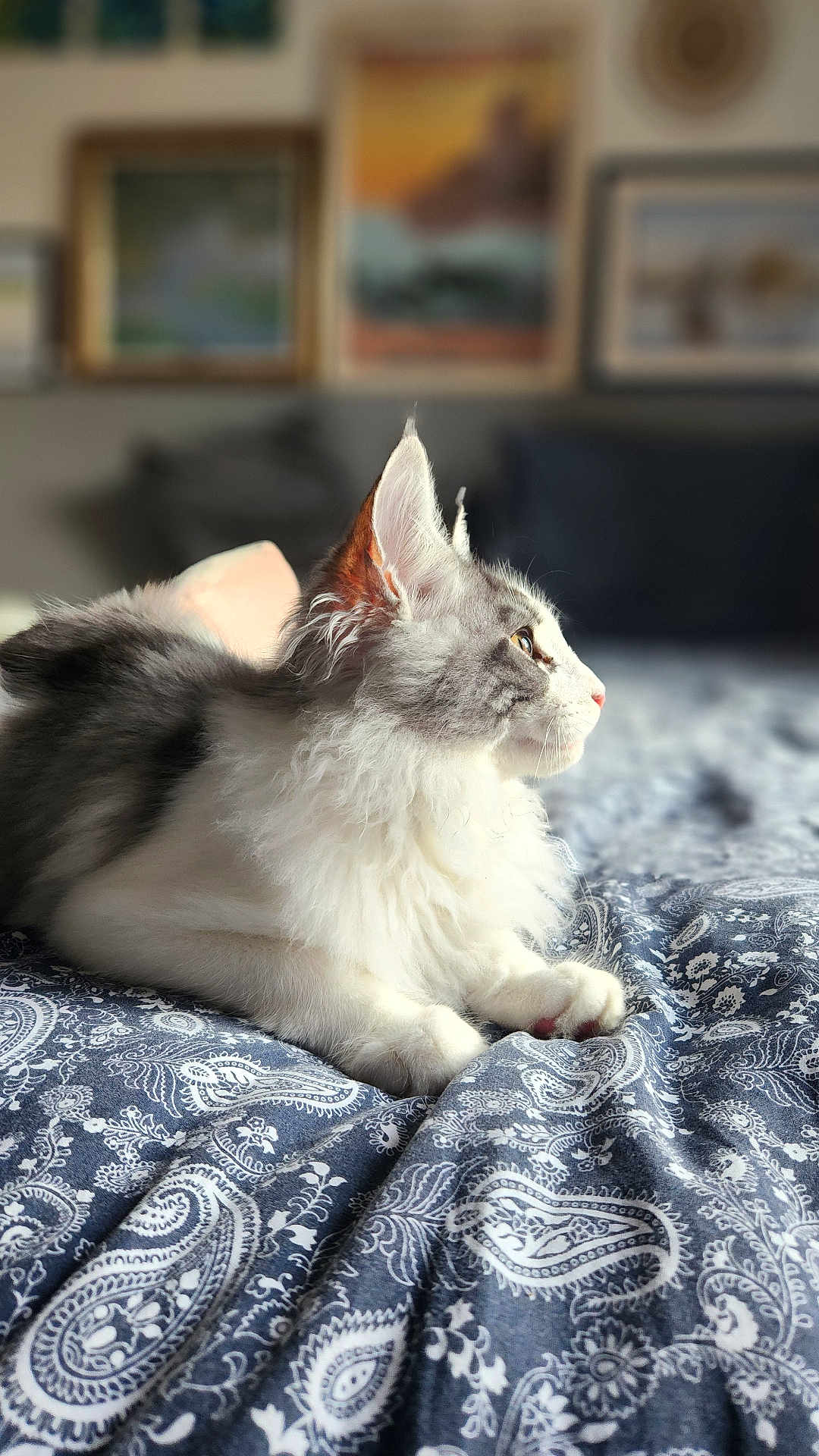 Aetius a rejoint le concours — aidez-le/la à gagner de superbes lots ! cat, fluffy, gray_and_white, bedspread, patterned, blue, white, indoor, pet, feline, whiskers, ears, portrait, cozy, relaxed, looking_away, soft_light, household, furniture, animal