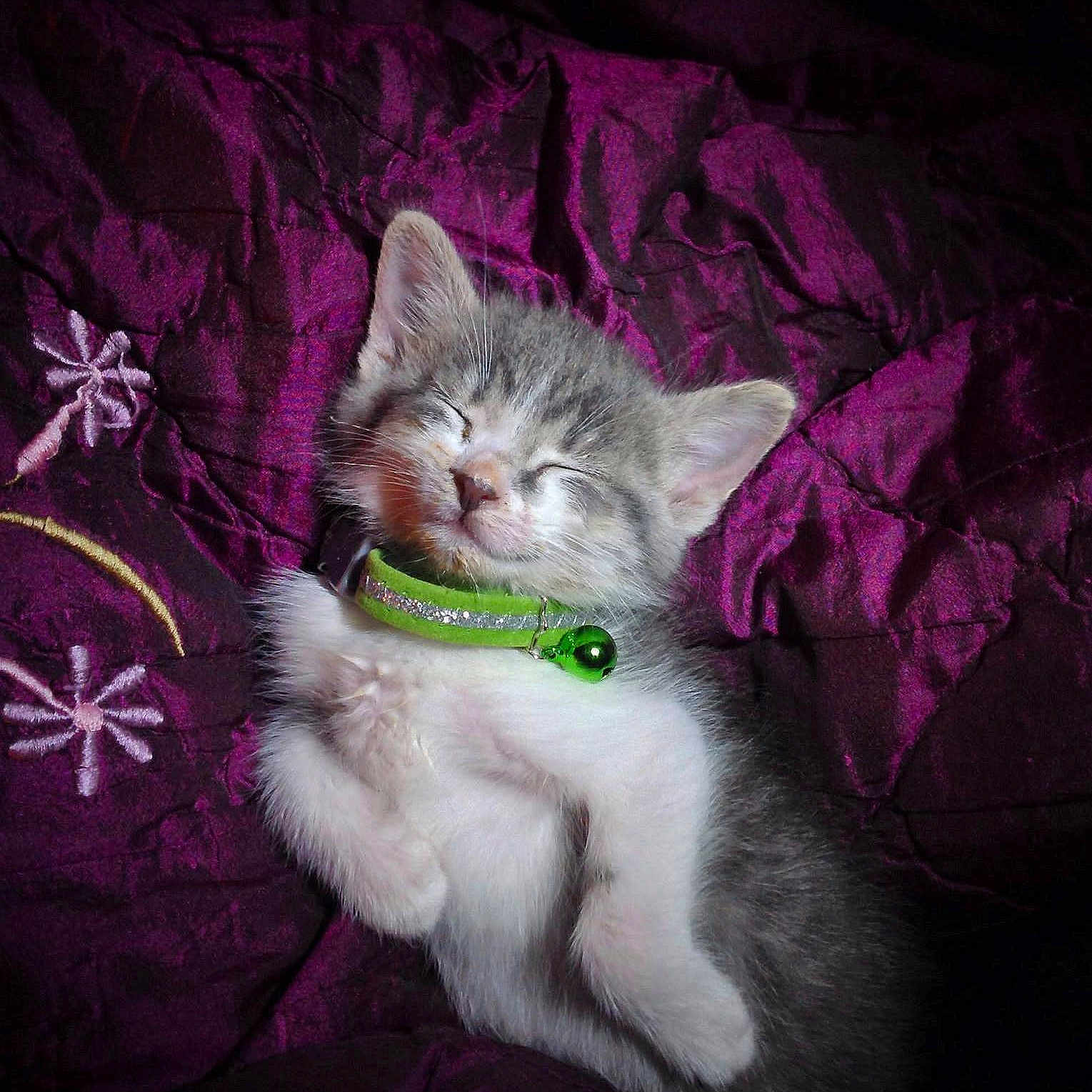 Pippin is registered to the contest to win money with this photo: