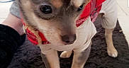 Royal is registered to the contest to win money with this photo: black_rug, boots, chihuahua, clothing, cute, dog, ears, eyes, hand, human_arm, indoor, nose, paw, pet, phone_screenshot, puppy, red_plaid_jacket, small_dog, status_bar, tile_floor