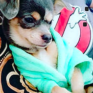 Royal joined the competition — help win amazing prizes! blanket, cartoon_logo, close_up, cozy, cute, dog, eyes, fabric, fur, human_arm, indoor, nose, pet, portrait, puppy, robe, sitting, small_dog, tshirt, turquoise