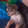 Royal is registered to the contest to win money with this photo: closeup, couch, cozy, dog, fur, jeans, lap, mobile_screenshot, nap, person_arm, pet, puppy, relaxed, send_button, sleeping, small_puppy, status_bar, story_button, tie_dye_shirt, ui_overlay