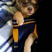 Royal joined the competition — help win amazing prizes! blanket, chihuahua, closeup, clothing, cozy, cute, dog, ear, eye, face, fur, indoor, lying_down, paw, pet, portrait, puppy, small_dog, sweater, textile