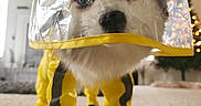 Harley Quinn joined the competition — help win amazing prizes! animal, blurry_background, boots, carpet, christmas_tree, close_up, curious, cute, decorations, dog, fur, indoor, living_room, pet_clothing, portrait, protective_gear, raincoat, small_dog, transparent_visor, yellow