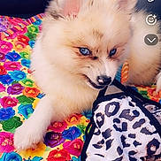 Harley Quinn is registered to the contest to win money with this photo: dog, puppy, pomeranian, blue_eyes, fluffy_fur, face, paw, mask, leopard_print, colorful_blanket, floral_pattern, car_interior, backseat, seat, playful, chewing, pet, accessory, closeup, portrait