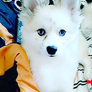 Harley Quinn joined the competition — help win amazing prizes! dog, white_fur, blue_eyes, pet, fluffy, closeup, indoors, blanket, toy, cute, animal, companion, comfort, resting, face, fur, ears, nose, domestic_animal, portrait