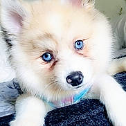 Harley Quinn is registered to the contest to win money with this photo: adorable, animal, blue_eyes, close_up, cute, dog, domestic_animal, ears, face, fluffy, fur, indoor, looking, nose, pet, portrait, puppy, resting, soft, young