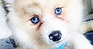 Harley Quinn is registered to the contest to win money with this photo: adorable, animal, blue_eyes, close_up, cute, dog, domestic_animal, ears, face, fluffy, fur, indoor, looking, nose, pet, portrait, puppy, resting, soft, young