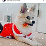 Harley Quinn is registered to the contest to win money with this photo: animal, blue_eyes, carpet, christmas_outfit, companion, cute, dog, door, ears_up, festive, holiday, indoor, lying_down, pet, red_clothing, small_dog, snow_effect, toy, vent, white_dog