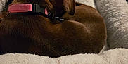 Coco is registered to the contest to win money with this photo: animal, bed, brown_dog, collar, comfort, cozy, curled_up, cute, dog, domestic_animal, fluffy, furry, indoor, nap, pet_bed, relaxed, resting, sleeping, soft, warm