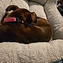 animal, bed, brown_dog, collar, comfort, cozy, curled_up, cute, dog, domestic_animal, fluffy, furry, indoor, nap, pet_bed, relaxed, resting, sleeping, soft, warm