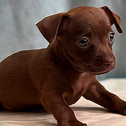 Coco joined the competition — help win amazing prizes! puppy, dog, brown, cute, pet, animal, young, small, eyes, fur, paw, laying, indoor, soft, adorable, portrait, mammal, canine, fur_texture, expression