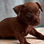 puppy, dog, brown, cute, pet, animal, young, small, eyes, fur, paw, laying, indoor, soft, adorable, portrait, mammal, canine, fur_texture, expression