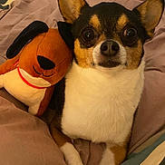 Toro participe au concours pour gagner de l'argent avec cette photo : animal, bed, blanket, cozy, crossed_paws, cute, dog, ears, eyes, face, fur, indoors, nose, pet, pillow, plush_toy, resting, sleep_area, small_dog, toy