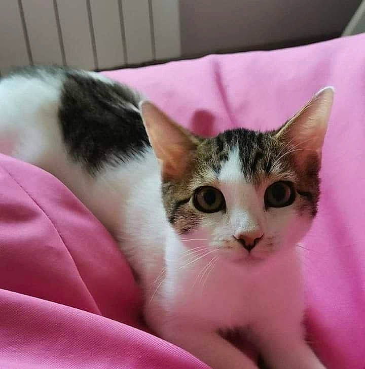 Lino a rejoint le concours — aidez-le/la à gagner de superbes lots ! carnivore, cat, comfort, domestic_short_haired_cat, ear, eye, eyelash, felidae, fur, head, nose, paw, small_to_medium_sized_cats, snout, whiskers