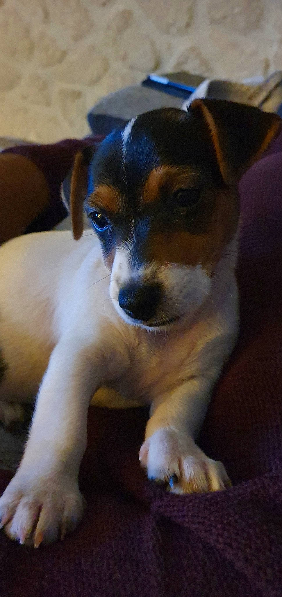 Rajah participe au concours pour gagner de l'argent avec cette photo : brazilian_terrier, canidae, carnivore, chilean_fox_terrier, companion_dog, danish_swedish_farmdog, dog, dog_breed, fox_terrier, irishjacks, jack_russell_terrier, mammal, miniature_fox_terrier, puppy, ratonero_bodeguero_andaluz, russell_terrier, smooth_fox_terrier, snout, teddy_roosevelt_terrier, vertebrate