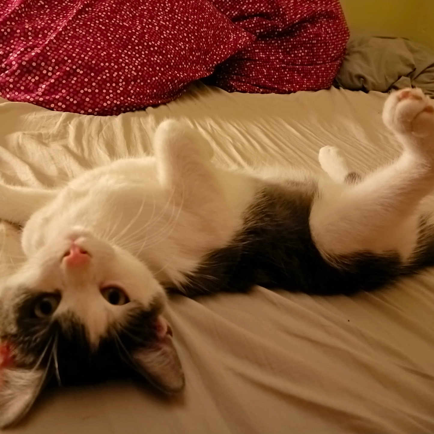 Paco