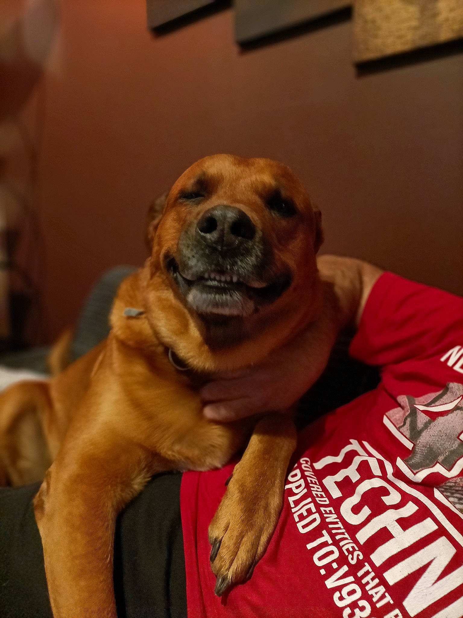 Mango a rejoint le concours — aidez-le/la à gagner de superbes lots ! ancient_dog_breeds, canidae, carnivore, collar, companion_dog, dog, dog_breed, dog_supply, fawn, fur, paw, pet_supply, picture_frame, snout, sporting_group, whiskers, working_animal, working_dog, wrinkle