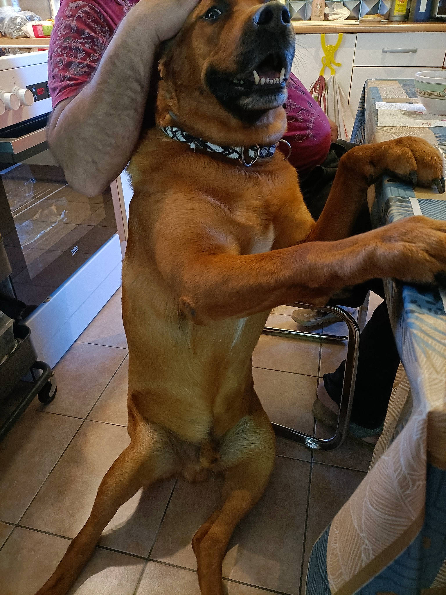 Mango a rejoint le concours — aidez-le/la à gagner de superbes lots ! abdomen, canidae, carnivore, chest, collar, companion_dog, dog, dog_breed, dog_collar, fawn, foot, guard_dog, hat, human_leg, pet_supply, snout, sporting_group, thigh, working_animal, working_dog