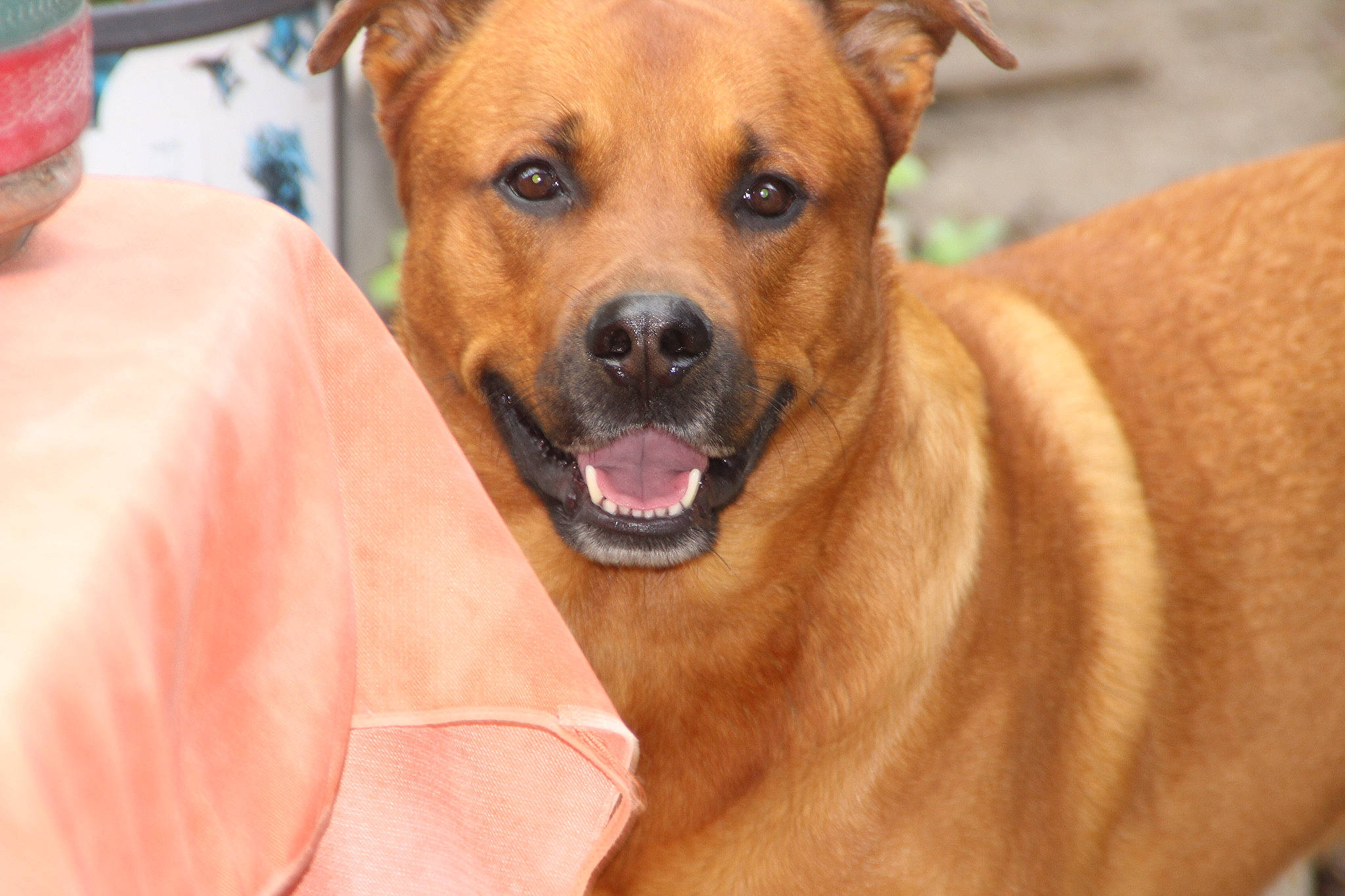 Mango a rejoint le concours — aidez-le/la à gagner de superbes lots ! canidae, carnivore, close_up, collar, companion_dog, dog, dog_breed, dog_collar, dog_supply, fawn, fur, hunting_dog, non_sporting_group, pet_supply, plant, snout, sporting_group, whiskers, working_animal, working_dog