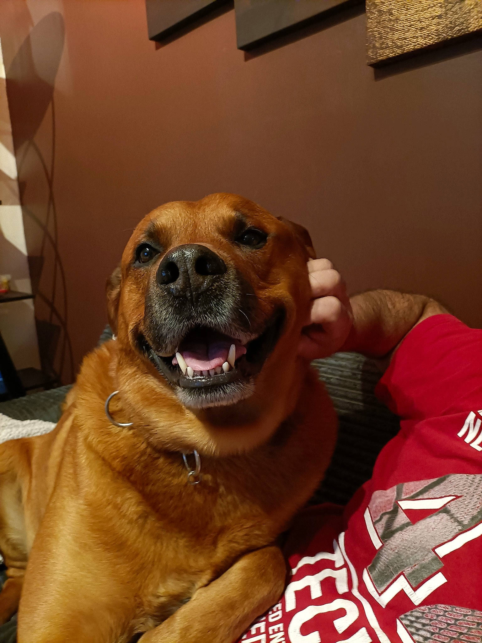 Mango a rejoint le concours — aidez-le/la à gagner de superbes lots ! canidae, carnivore, collar, companion_dog, dog, dog_breed, dog_collar, fawn, fur, guard_dog, paw, picture_frame, retriever, smile, snout, sporting_group, whiskers, working_dog