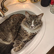 Pudgey joined the competition — help win amazing prizes! animal, bathroom, cat, countertop, cozy, cute, domestic_animal, feline, fur, gray, indoor, jar, lamp, mosaic_lamp, pet, relaxed, resting, seashells, sink, white